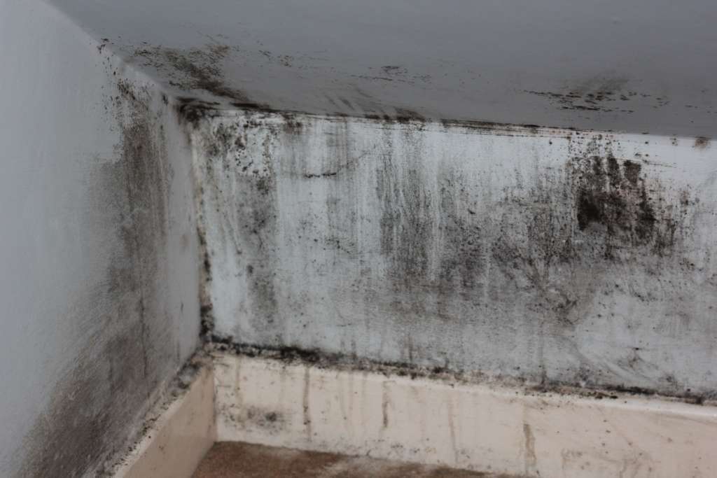 mold and mildew on wall